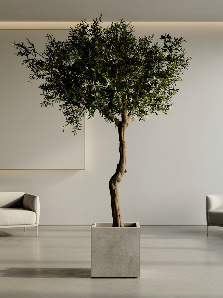 Kunst olijfboom Élégance MILAN 270cm – statement plant van Atelier Leafs