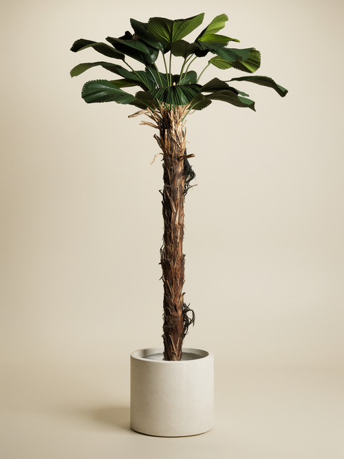 Kunstplant Licuala Grandis ELISA 220cm, detail van de waaierbladeren