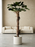Kunst Licuala Grandis ELISA 220cm met waaierbladeren – Atelier Leafs